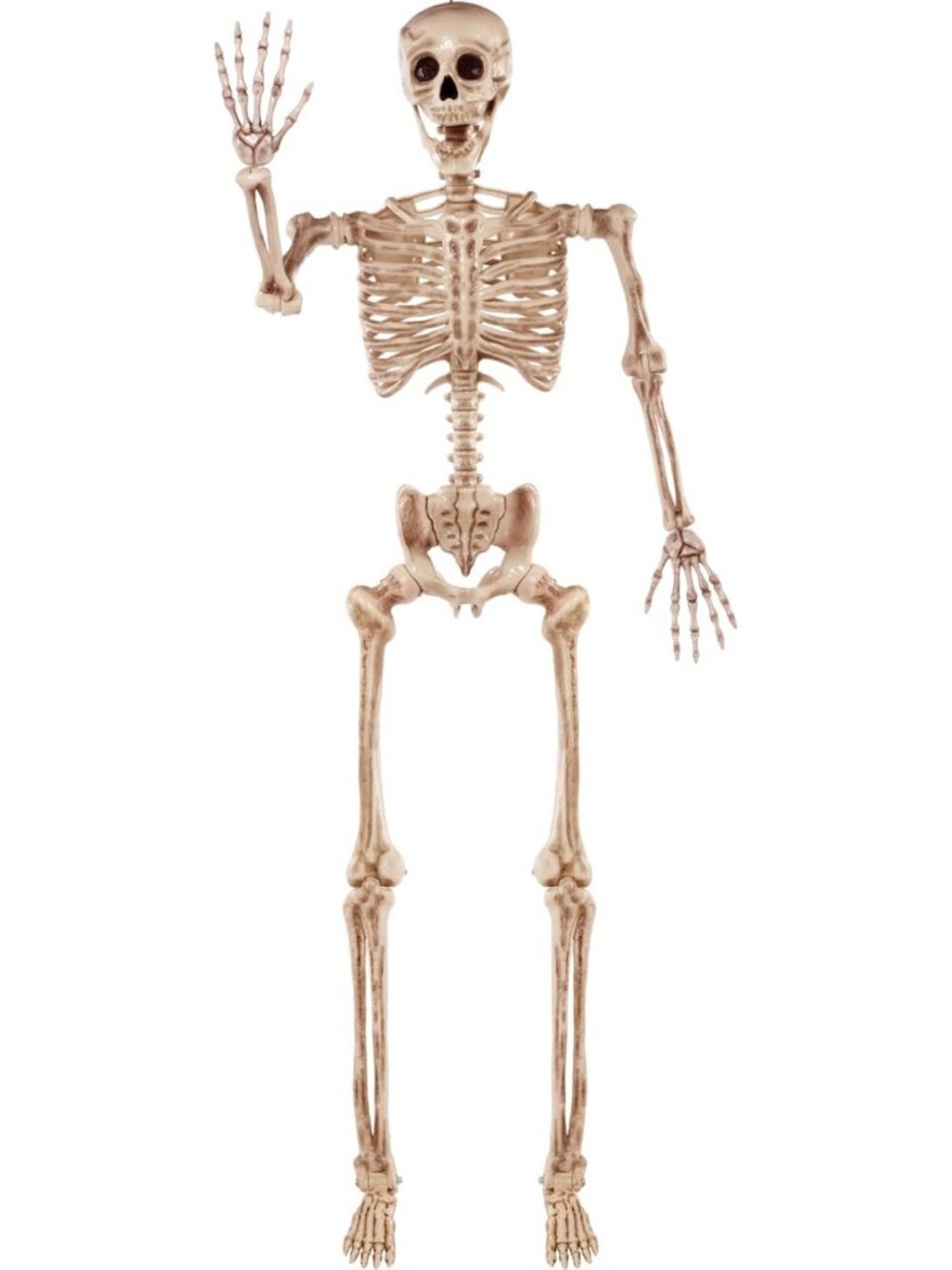5.6 FT Life Size Posable Skeleton - Realistic Bones, Movable Joints, Halloween